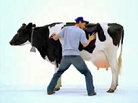 Hardee’s: Mléčný koktejl přímo z krávy