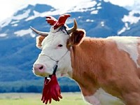 Milka: Krávy jako alpské celebrity