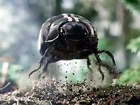 Volkswagen: Brouk pro 21. století / Black Beetle (Super Bowl 2011)