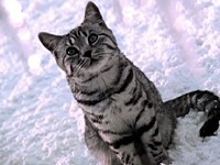 Whiskas: Kočky by kupovaly Whiskas (Let It Snow!)