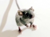 Centraal Beheer: Myš v základech při rekonstrukci