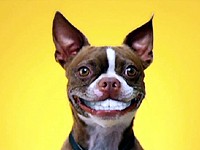 Pedigree: Denta Stix pro psí úsměv