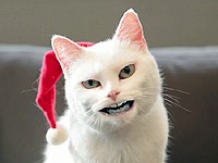 Walmart: Kočka jódluje Jingle Bells (Merry Christmas)