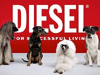 Diesel: Psí kolekce slunečních brýlí