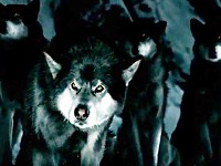 Passionata: Spodní prádlo, které milují vlci (Les Loups)