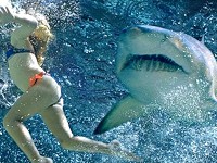 Tampax: Tampóny chrání před žraloky
