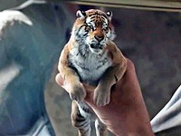 TIGER: Power is back (mluvící tygr)