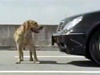 Bridgestone: Nepovedená sebevražda kvůli psí lásce