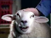 Humo: Záletný mlékař má doma sex s ovcí