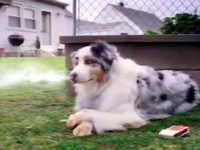 Kouřící pes si dává cigárko (Ydouthink.com)