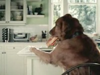 Pepsi Cola: Pes si dá sendvič, odnese to kočka