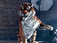 Tiger Restart: Tygr na focení se slepicemi (2014)
