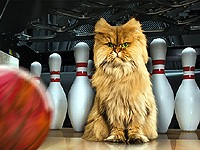 GE Money Bank: Kocour na bowlingu (Genius bene+)