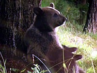 Rajec: Medvěd jako průvodce přírodou (2015)