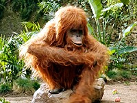 Cappy Pulpy: Šťavnaté osvěžení s orangutanem (2015)