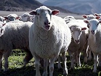 Honda Ridgeline: Zpívající ovce (Super Bowl 2016)
