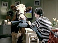 Yoplait Jo: Kráva Jolana je teď na prodej