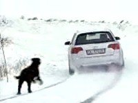 Audi A4 quattro: Zimní honička se psem