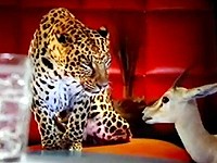 Schweppes: Jde žízni po krku s jaguárem