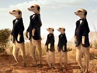 Renault Koleos: Divoce civilizovaný (surikaty v poušti)