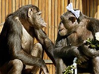 Kooperativa: Opičí láska v cirkusu (100PROSERVIS)