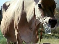 Hornbach: Kráva sežrala šrouby, skončila pod pilou