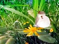 Regain: Souboj kudlanky s motýlem (japonská reklama)