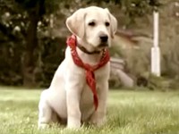 Šikanovaný vodící pes (Norská asociace nevidomých)