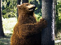 STIHL: Už i medvědi vědí jak na motorovou pilu (2018)